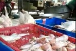 “Sốc” với thịt gà ươn chảy vào quán ăn 